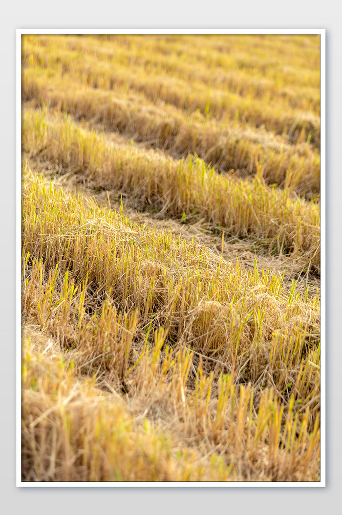 黄色稻草背景秋冬图片图片