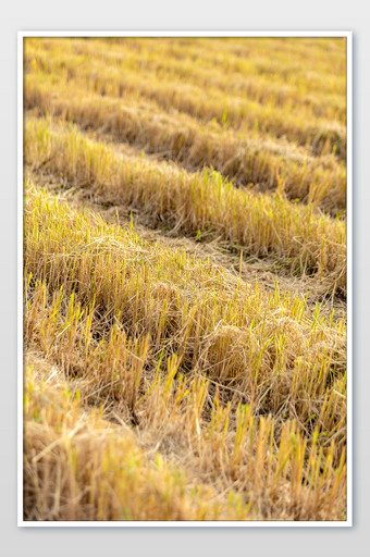 黄色稻草背景秋冬图片