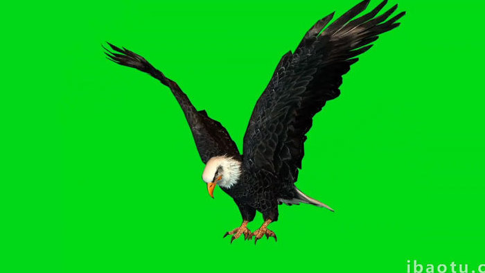 抠像老鹰飞舞展示动物动作合成视频