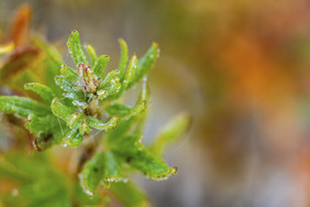 霜降大寒小寒立冬节气