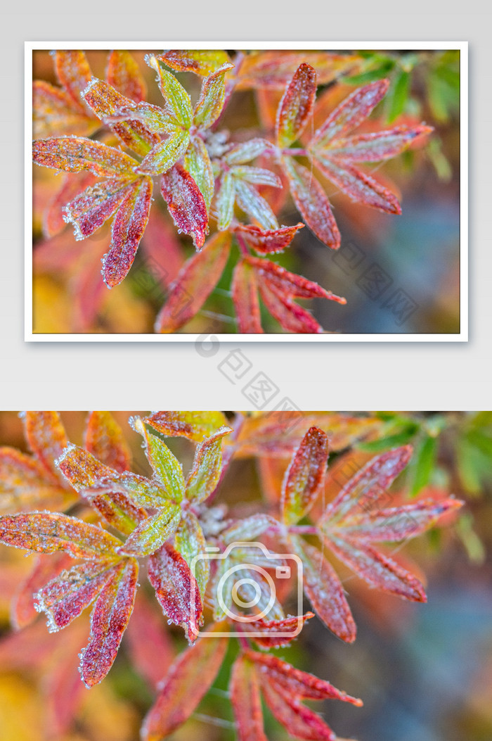 红色植物霜降大寒小寒图片图片