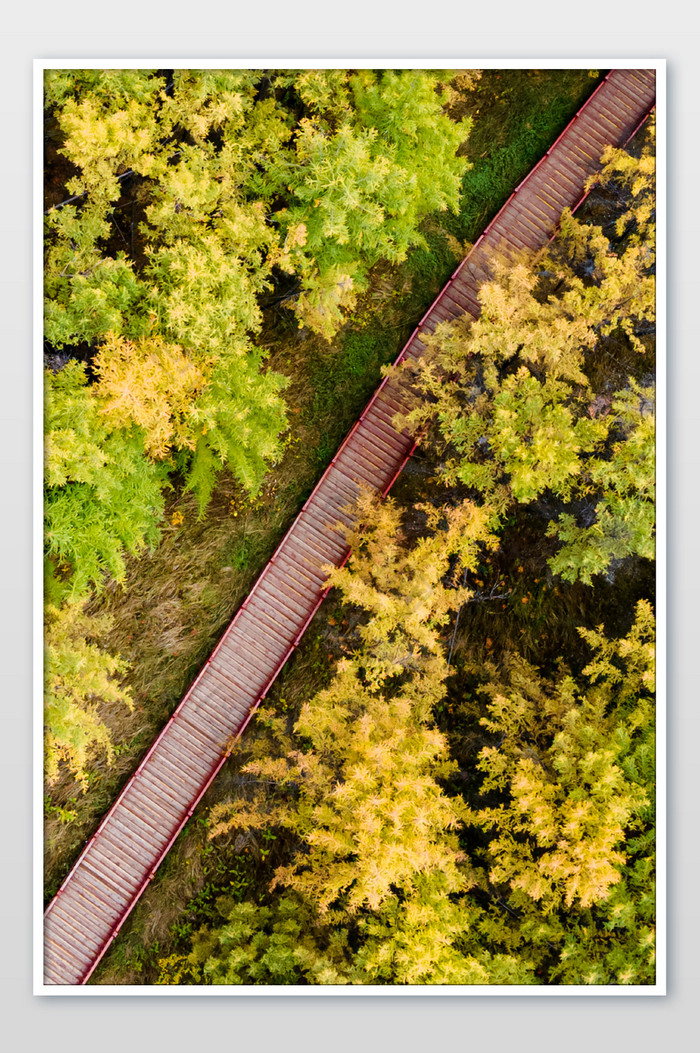 阿尔山森林公园栈道对角线图片图片
