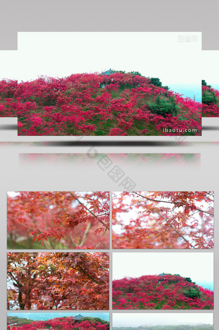 4K航拍秋天满山小枫叶树满山红视频素材