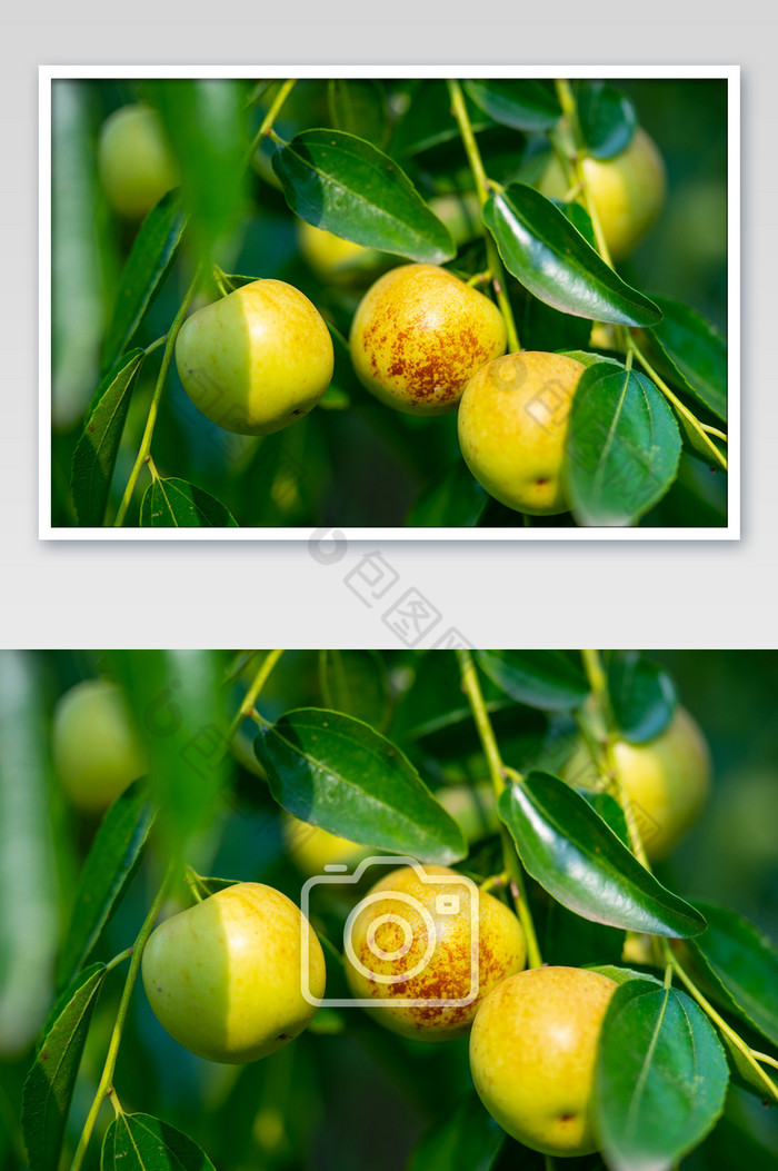 枣树上的冬枣摄影图图片图片