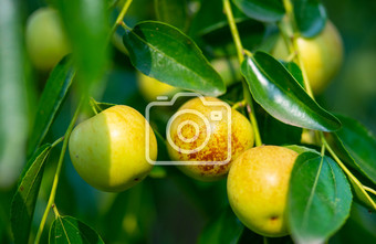 枣树上的冬枣摄影图图片