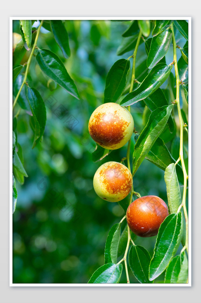 树枝上的冬枣摄影图