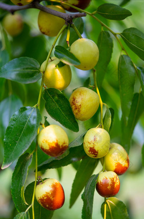 枣树树枝上的冬枣图片