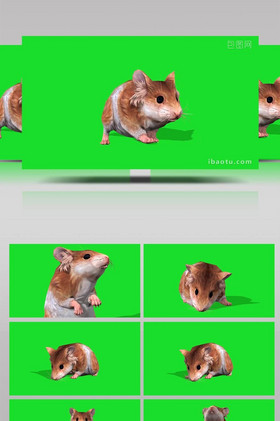 抠像绿幕大老鼠爬行休息动物素材