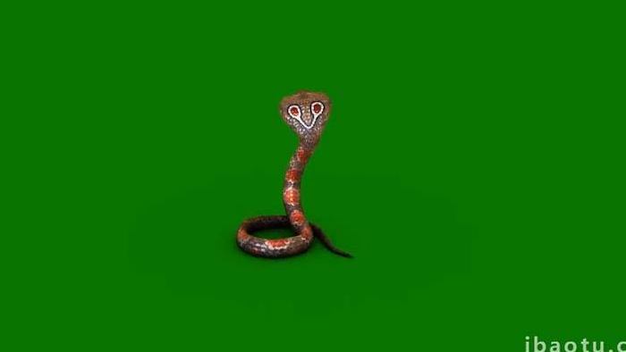 花斑眼镜蛇爬行休息绿幕合成素材