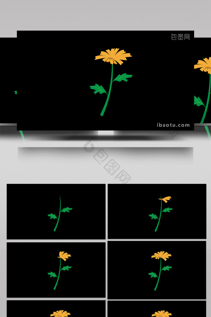 清新可爱扁平风自然植物类菊花MG动画