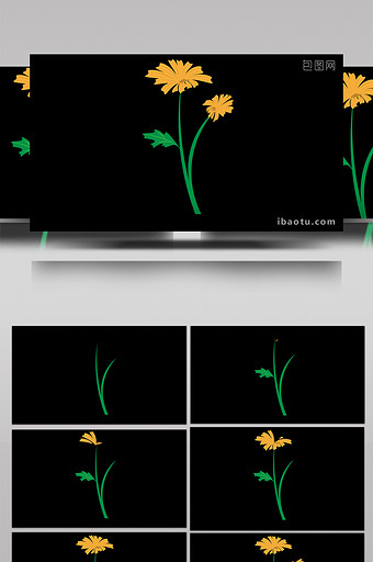 清新可爱扁平风植物类菊花MG动画图片