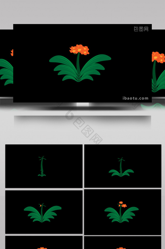 清新可爱扁平风植物类君子兰MG动画