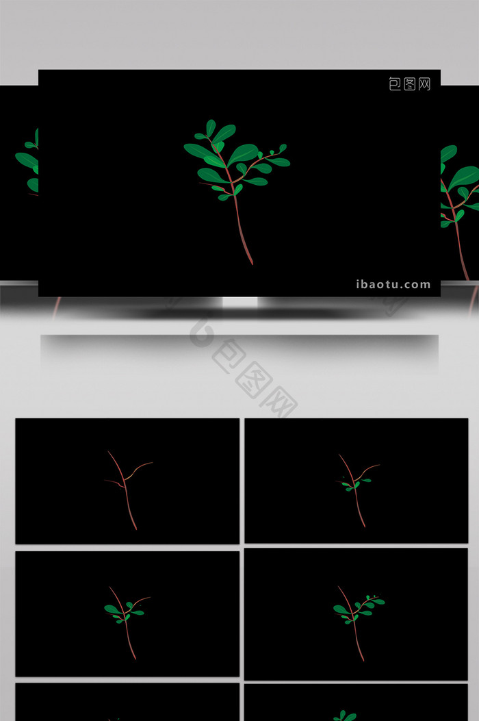 清新可爱扁平风植物类马齿苋MG动画