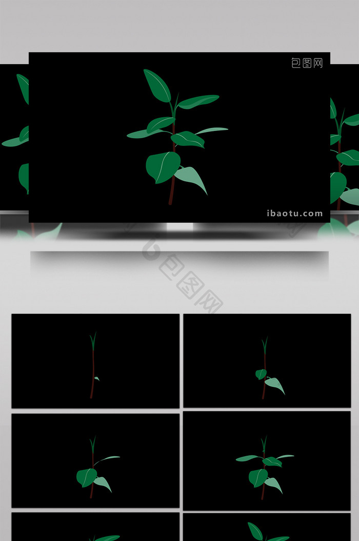 清新可爱扁平风植物类橡皮树MG动画