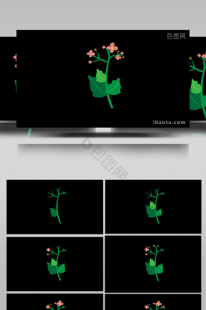 清新可爱扁平风植物类长寿花MG动画