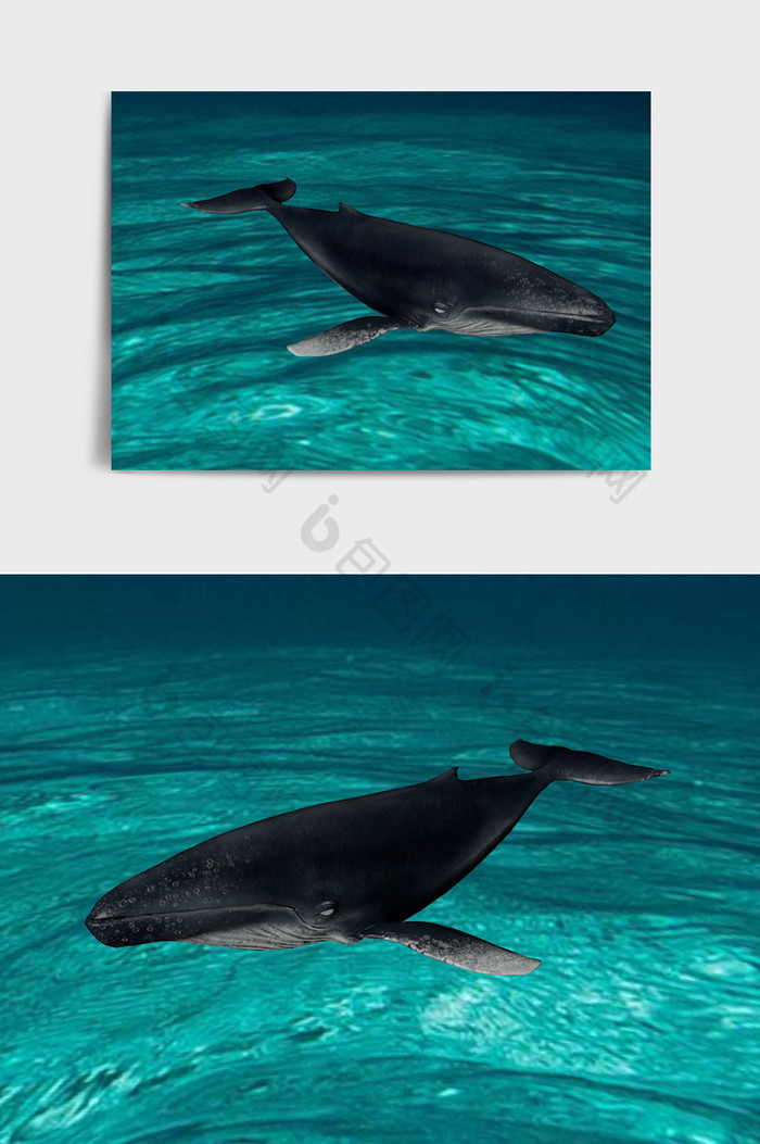 大海中的蓝鲸动物模型图片图片