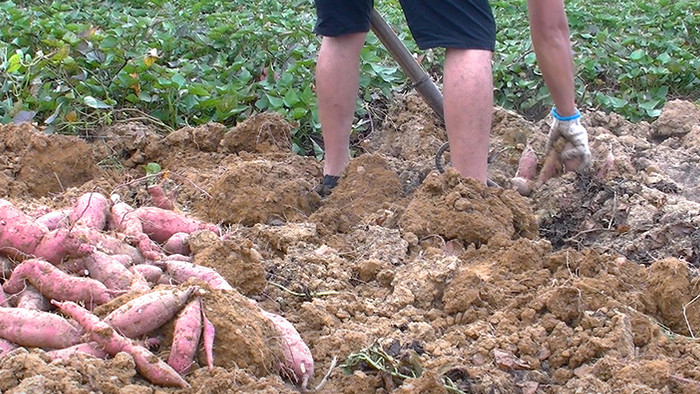 实拍红薯秋收山芋农民在田间挖红薯