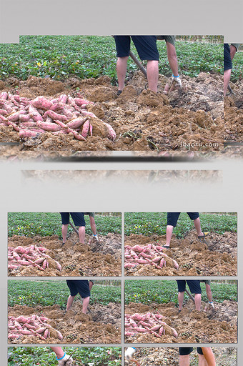 实拍红薯秋收山芋农民在田间挖红薯图片