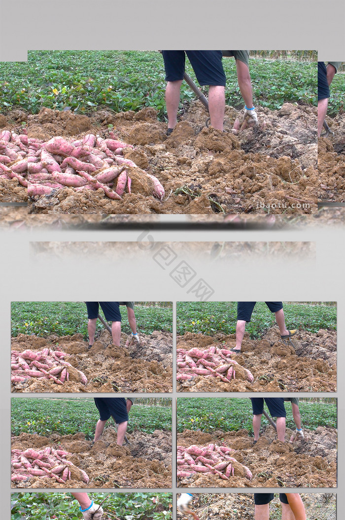 实拍红薯秋收山芋农民在田间挖红薯