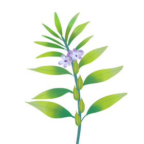 绿色芝麻花芝麻果实图片