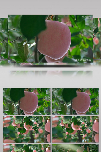 唯美烟台苹果红富士大红苹果果园果实水果图片