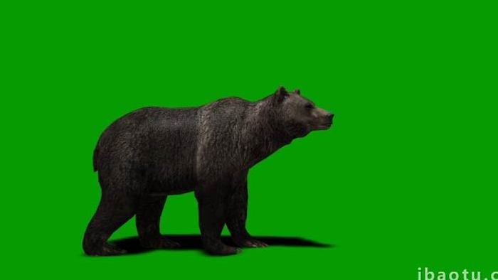 绿色抠像大黑熊动物爬行视频