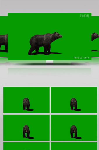 绿色抠像大黑熊动物爬行视频图片