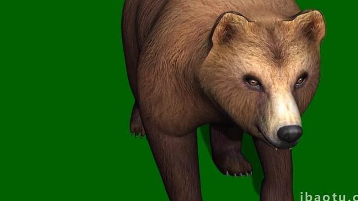 绿色抠像行走中的大狗熊合成素材