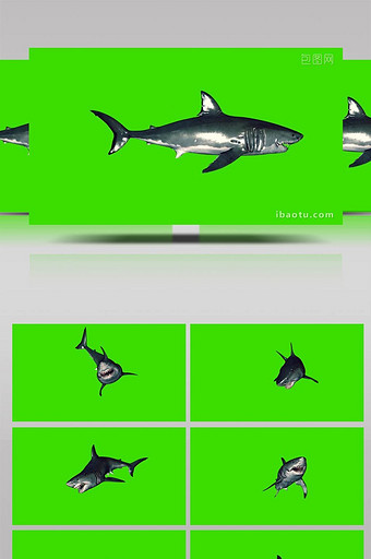 抠像视频大鲨鱼游动展示水中视频图片