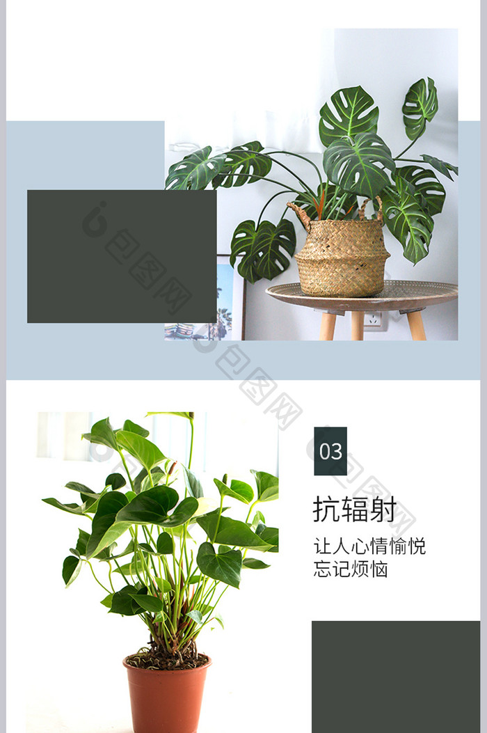 淘宝电商植物盆栽室内绿植空气清晰详情页