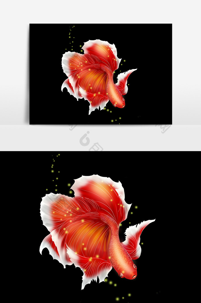 斗鱼观赏鱼图片