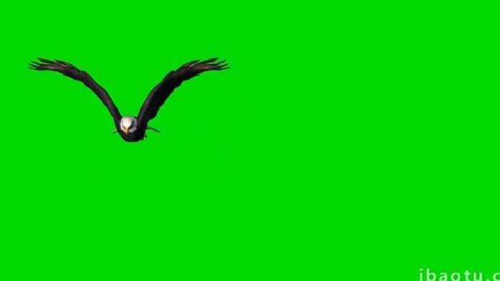 绿色抠像动物一只鹰飞行合成素材