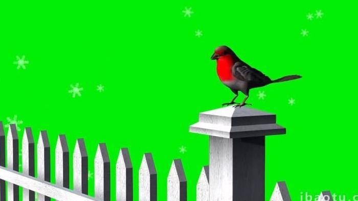 抠像素材围栏小鸟栖息动物素材视频