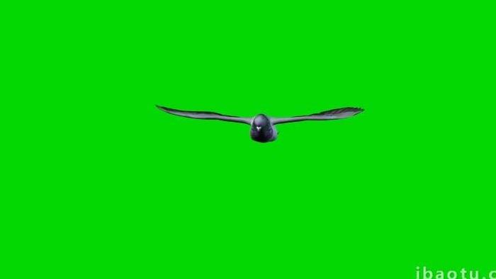 绿色抠像一只鸽子飞行展示动物合成素材