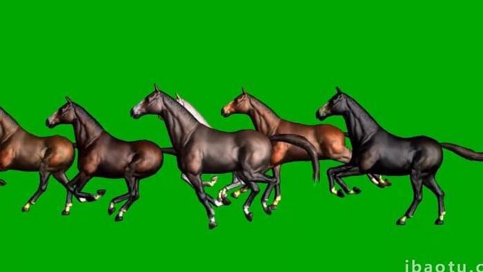 一群马动物奔跑中合成抠像素材