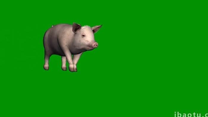 一只小猪动物行走合成素材