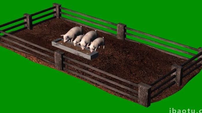 绿色抠像猪圈里的猪在吃食物合成素材