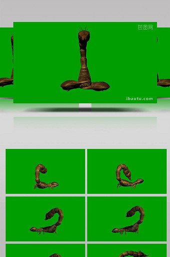 大蝎子动物爬行展示合成素材图片