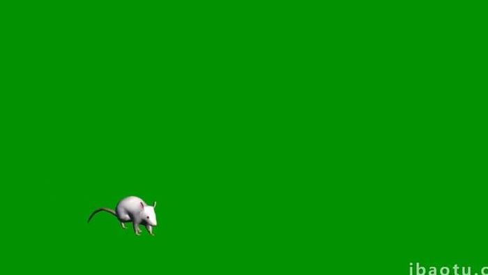 绿色抠像小白鼠动物行走合成素材