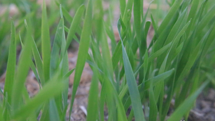 冬季小麦清新茁壮生长绿色麦苗全高清视频