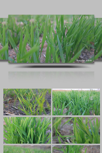 冬季小麦清新茁壮生长绿色麦苗全高清视频图片