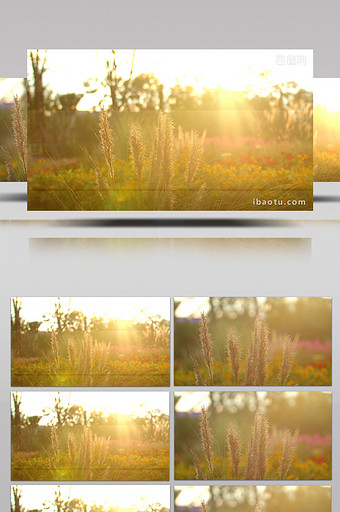 4K实拍阳光下公园里的野草视频素材图片
