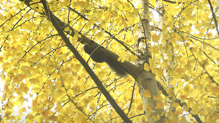4K实拍秋天的落叶视频素材