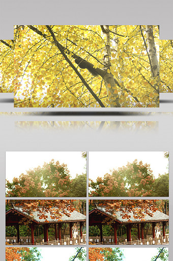 4K实拍秋天的落叶视频素材图片