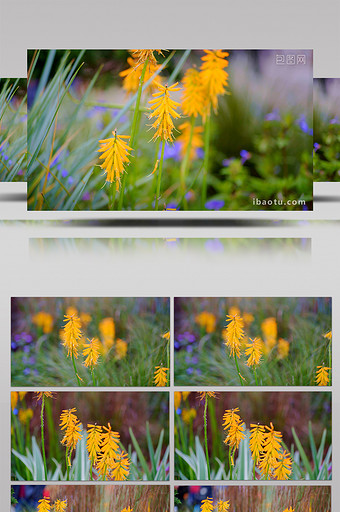 4K实拍植物黄色花朵在风中微动视频素材图片