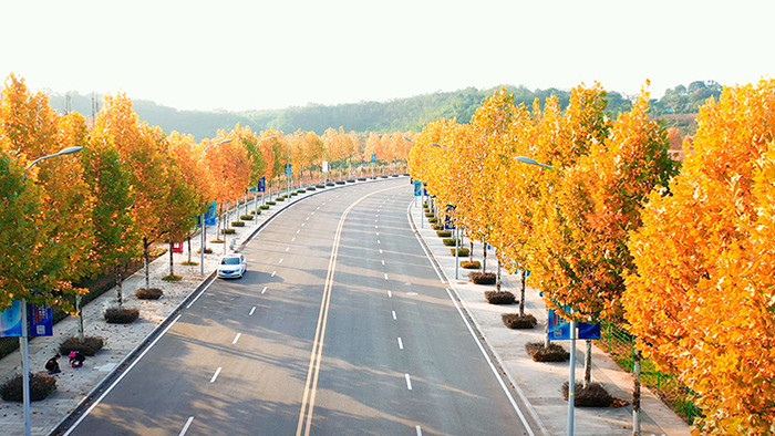 4K航拍秋天公路两边的枫树树叶金黄