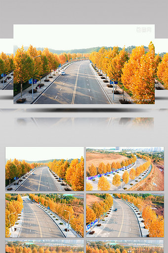 4K航拍秋天公路两边的枫树树叶金黄图片