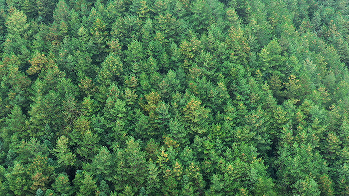 绿色生态森林大山深处实拍视频