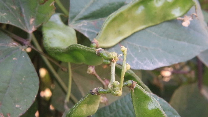 秋季清新有机红绿眉豆蔬菜开花结果全高清