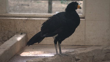 保护动物中华野鸡实拍视频